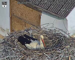 Capi_Dubne_20260509_073503.jpg (1350&nbsp;x&nbsp;1080)