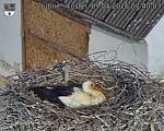 Capi_Dubne_20260509_074003.jpg