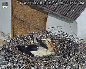 Capi_Dubne_20260509_074504.jpg (1350&nbsp;x&nbsp;1080)