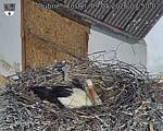 Capi_Dubne_20260509_075002.jpg