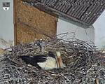 Capi_Dubne_20260509_075504.jpg