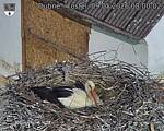 Capi_Dubne_20260509_080002.jpg