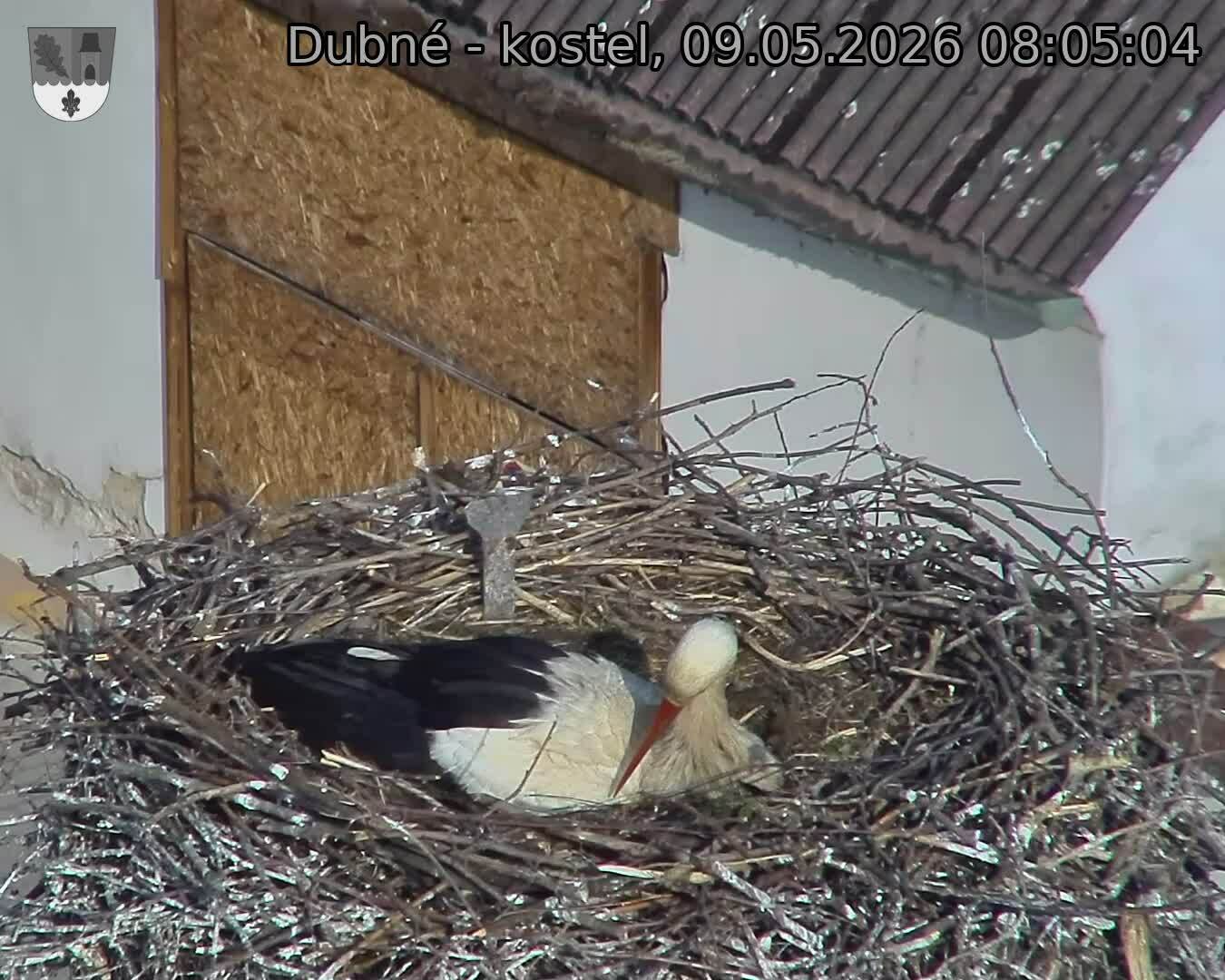 Capi_Dubne_20260509_080504.jpg (1350&nbsp;x&nbsp;1080)