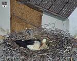 Capi_Dubne_20260509_080504.jpg