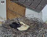 Capi_Dubne_20260509_081002.jpg