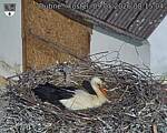 Capi_Dubne_20260509_081504.jpg