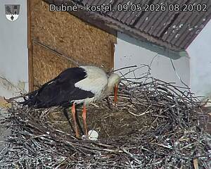 Capi_Dubne_20260509_082002.jpg (1350&nbsp;x&nbsp;1080)