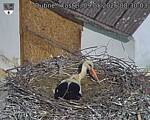 Capi_Dubne_20260509_083003.jpg