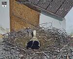 Capi_Dubne_20260509_083502.jpg