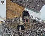 Capi_Dubne_20260509_090003.jpg