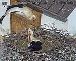 Capi_Dubne_20260509_091004.jpg