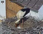 Capi_Dubne_20260509_095003.jpg