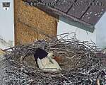Capi_Dubne_20260509_100002.jpg