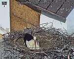 Capi_Dubne_20260509_100502.jpg