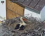 Capi_Dubne_20260509_103004.jpg