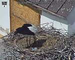 Capi_Dubne_20260509_113003.jpg
