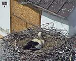 Capi_Dubne_20260509_113502.jpg