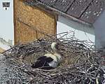 Capi_Dubne_20260509_115003.jpg