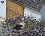 Capi_Dubne_20260509_120002.jpg