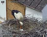 Capi_Dubne_20260509_124004.jpg