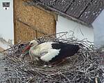 Capi_Dubne_20260509_125003.jpg