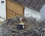 Capi_Dubne_20260509_130503.jpg