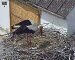 Capi_Dubne_20260509_133502.jpg
