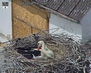 Capi_Dubne_20260509_134502.jpg (1350&nbsp;x&nbsp;1080)