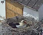 Capi_Dubne_20260509_135502.jpg