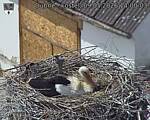 Capi_Dubne_20260509_140003.jpg