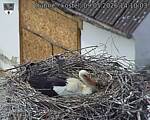 Capi_Dubne_20260509_141003.jpg
