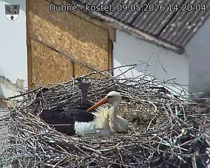 Capi_Dubne_20260509_142004.jpg (1350&nbsp;x&nbsp;1080)