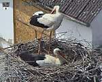 Capi_Dubne_20260509_143502.jpg