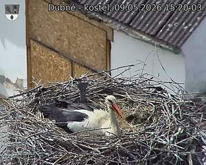 Capi_Dubne_20260509_152003.jpg (1350&nbsp;x&nbsp;1080)
