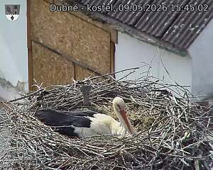 Capi_Dubne_20260509_154502.jpg (1350&nbsp;x&nbsp;1080)