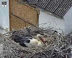 Capi_Dubne_20260509_155502.jpg