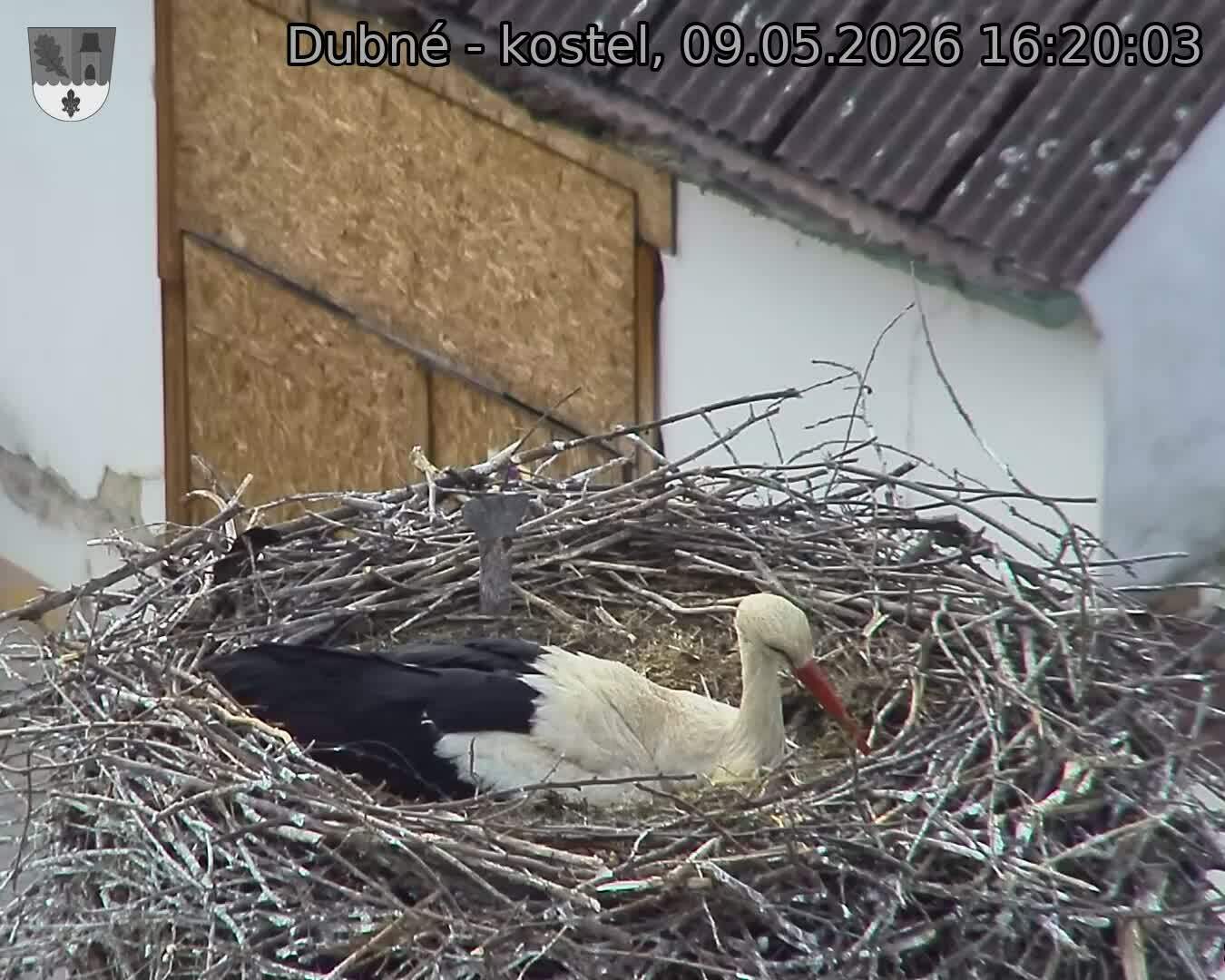 Capi_Dubne_20260509_162003.jpg (1350&nbsp;x&nbsp;1080)