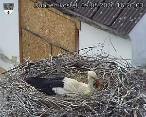 Capi_Dubne_20260509_162003.jpg (1350&nbsp;x&nbsp;1080)