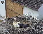 Capi_Dubne_20260509_162503.jpg