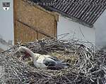 Capi_Dubne_20260509_163502.jpg