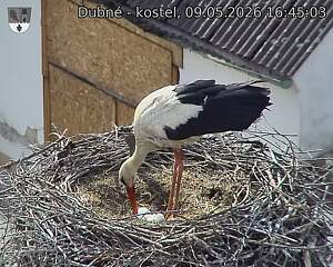 Capi_Dubne_20260509_164503.jpg (1350&nbsp;x&nbsp;1080)