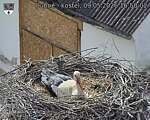 Capi_Dubne_20260509_165002.jpg