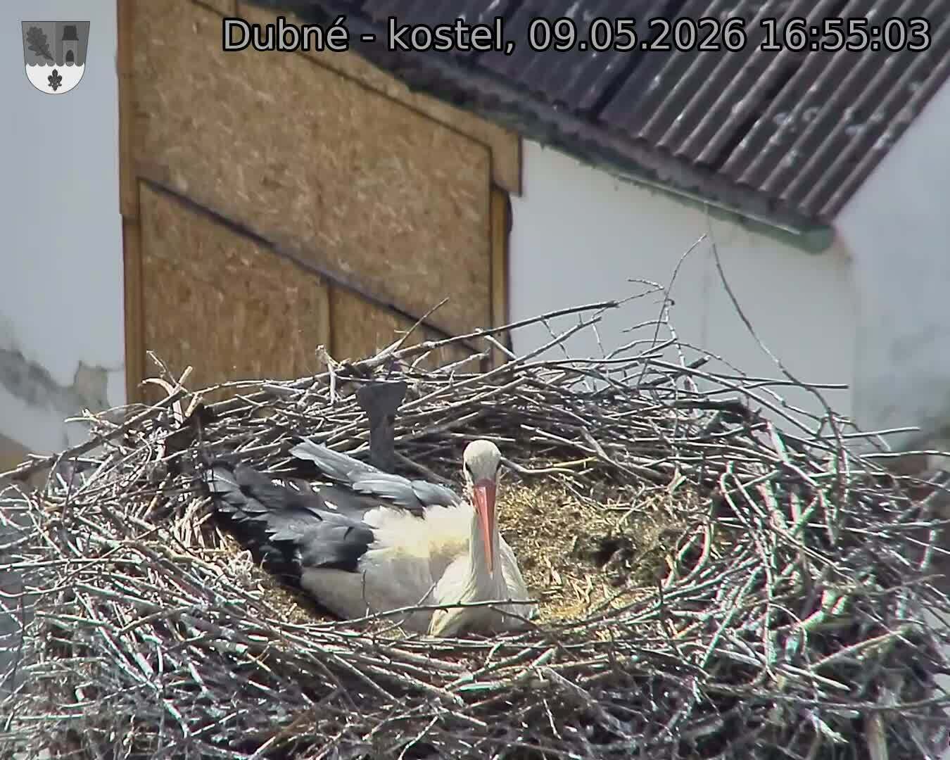 Capi_Dubne_20260509_165503.jpg (1350&nbsp;x&nbsp;1080)