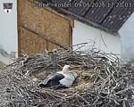 Capi_Dubne_20260509_172003.jpg