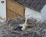 Capi_Dubne_20260509_173003.jpg