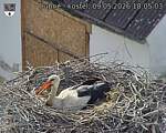 Capi_Dubne_20260509_180503.jpg