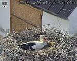 Capi_Dubne_20260509_181503.jpg