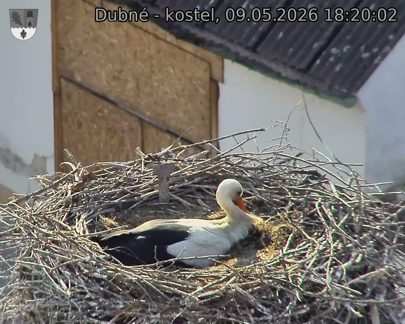 Capi_Dubne_20260509_182002.jpg (1350&nbsp;x&nbsp;1080)
