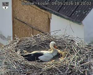 Capi_Dubne_20260509_182002.jpg (1350&nbsp;x&nbsp;1080)