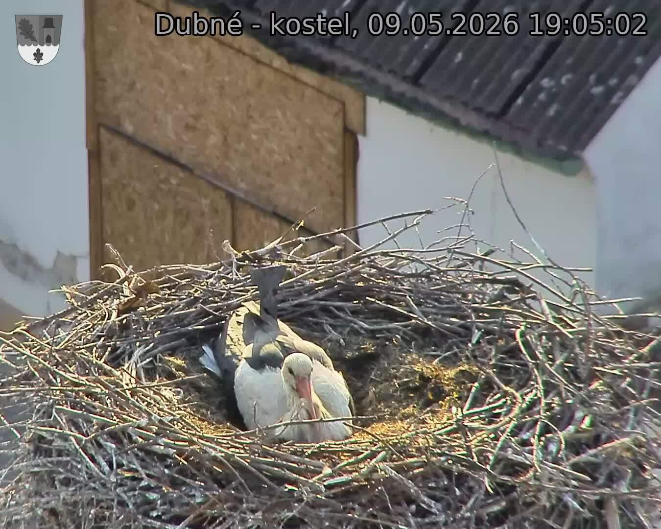 Capi_Dubne_20260509_190502.jpg (1350&nbsp;x&nbsp;1080)